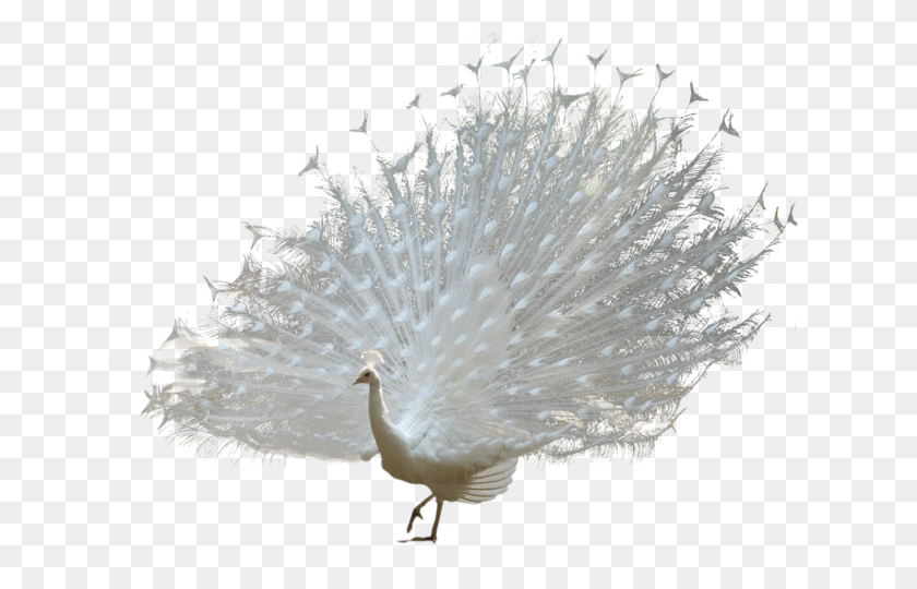 640x480 Pavo Real, Pájaro, Animal, Flor Hd Png