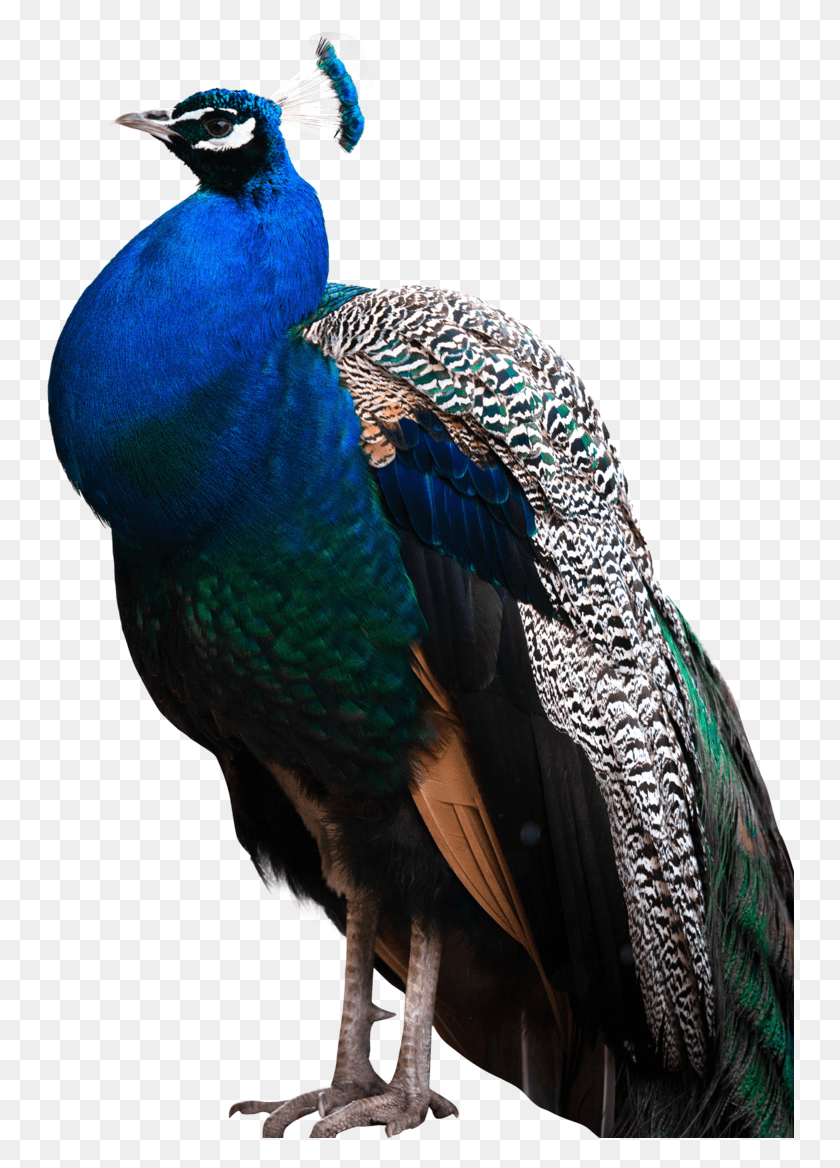 748x1108 Peacock, Bird, Animal HD PNG Download