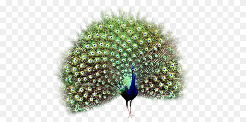 500x418 Peacock, Animal, Bird PNG