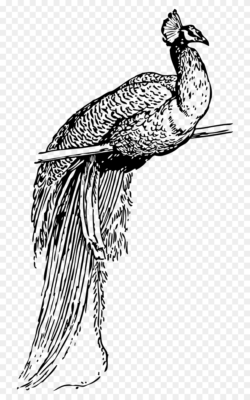 726x1280 Peacock Bird Perched Feathers Image Peacock Clip Art, Gray, World Of Warcraft HD PNG Download