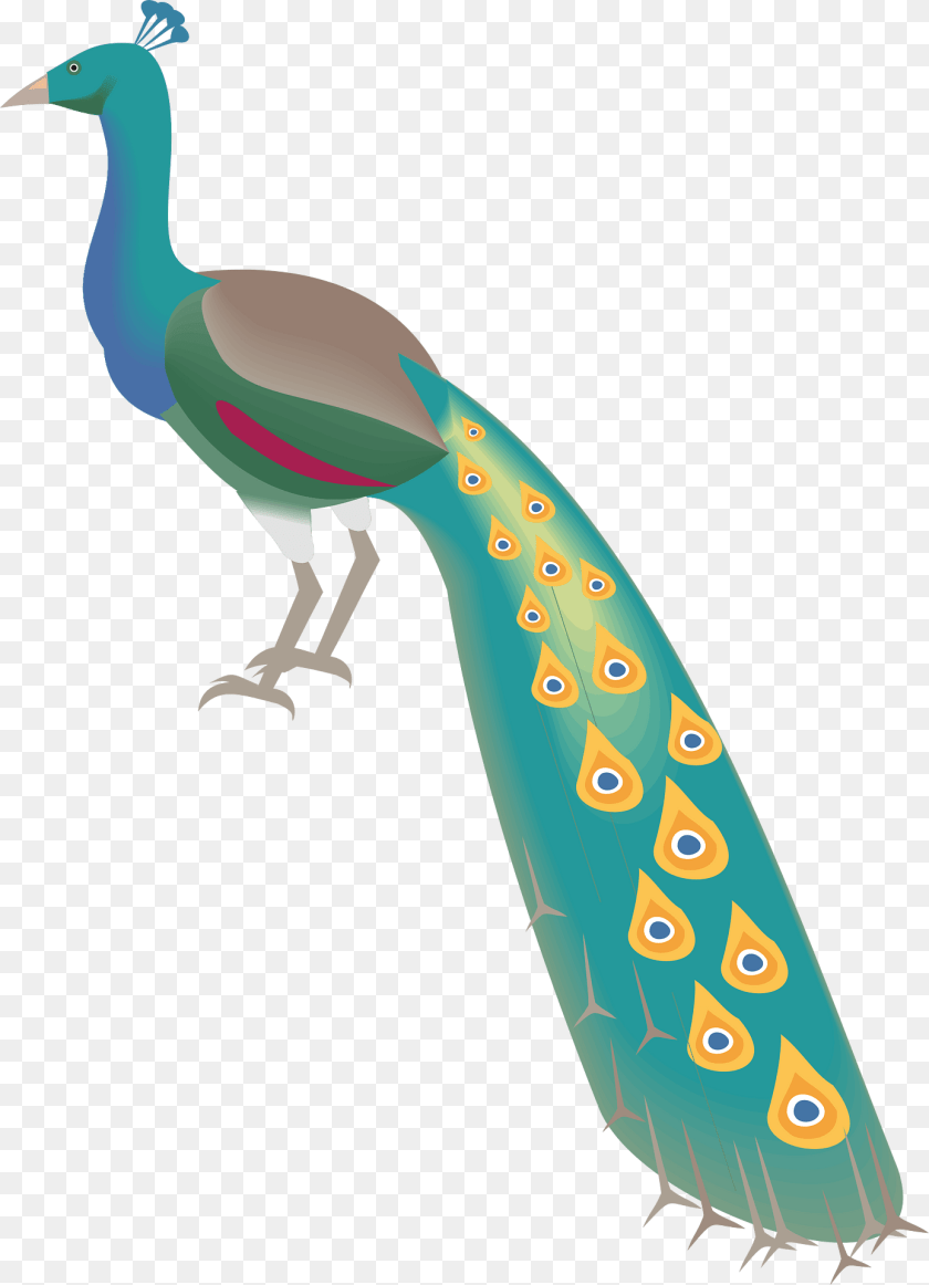 1388x1920 Peacock Clipart, Animal, Bird PNG