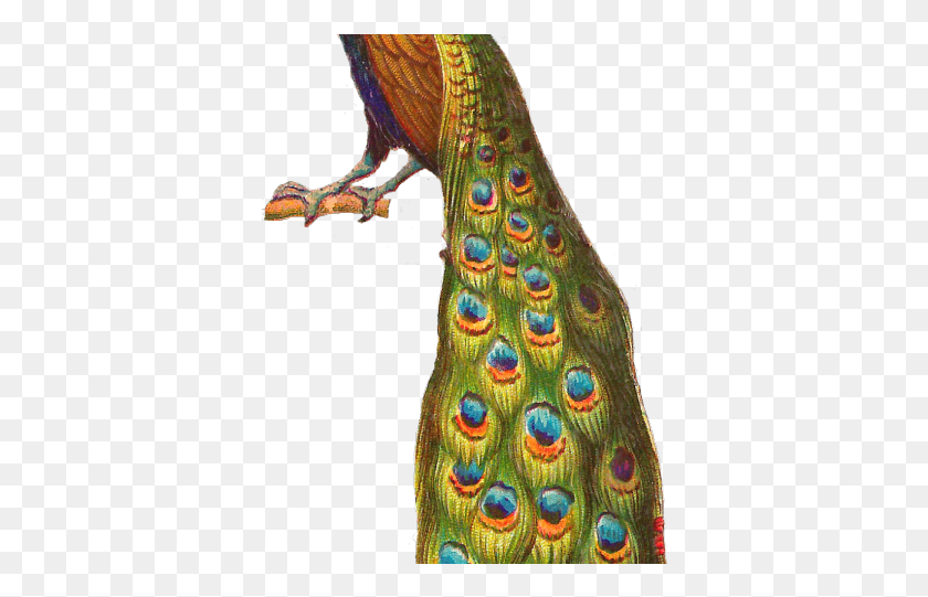370x481 Peacock Clipart Parrot Peacock, Animal, Bird HD PNG Download