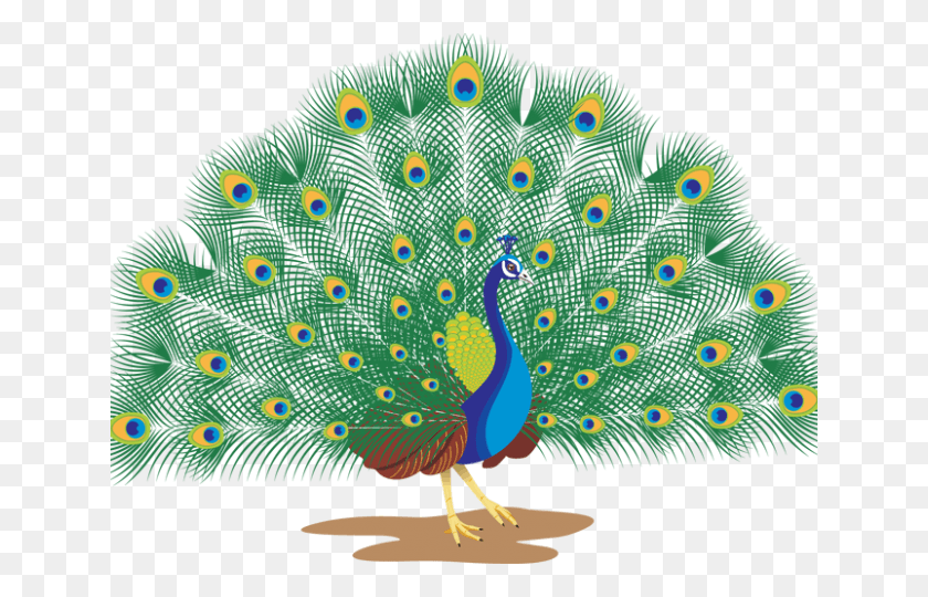 640x480 Peacock Clipart Peacock Dance Peacock With White Background, Bird, Animal HD PNG Download