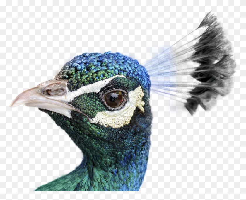1621x1294 Peacock Cost, Animal, Bird, Beak HD PNG Download