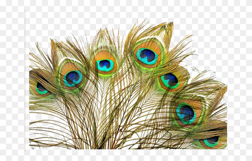 677x478 Peacock Feather Background, Animal, Peacock, Bird HD PNG Download