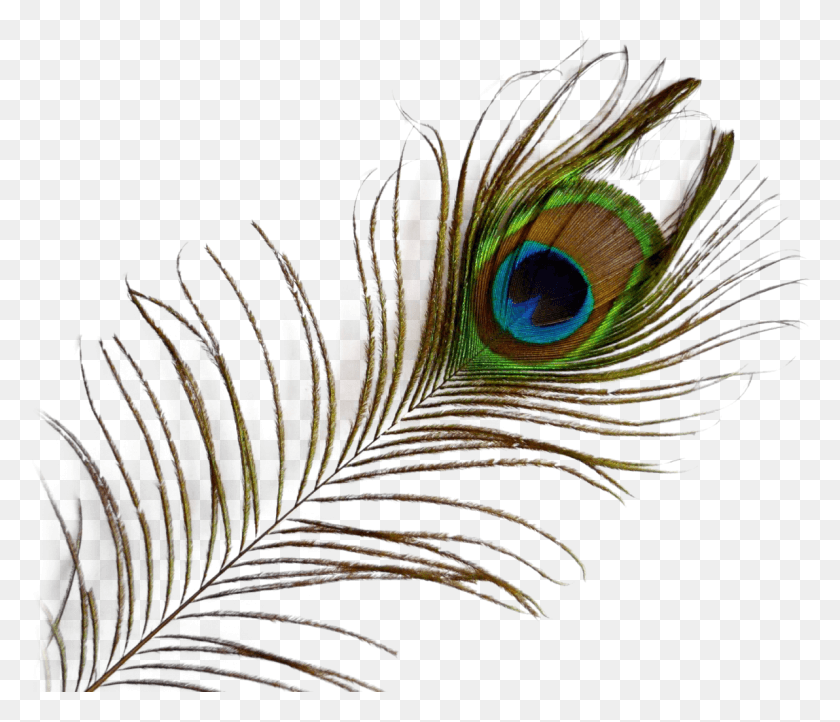1192x1013 Peacock Feather Image Transparent Background Peacock Feather, Ornament, Pattern, Fractal HD PNG Download
