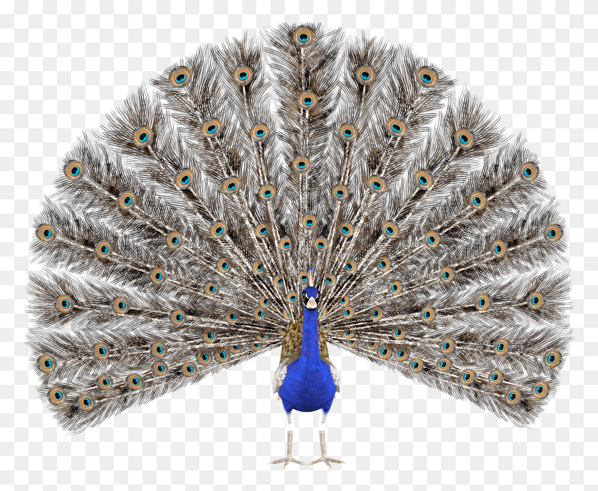 2698x2178 Peacock Feather Krishna Peacock Render HD PNG Download