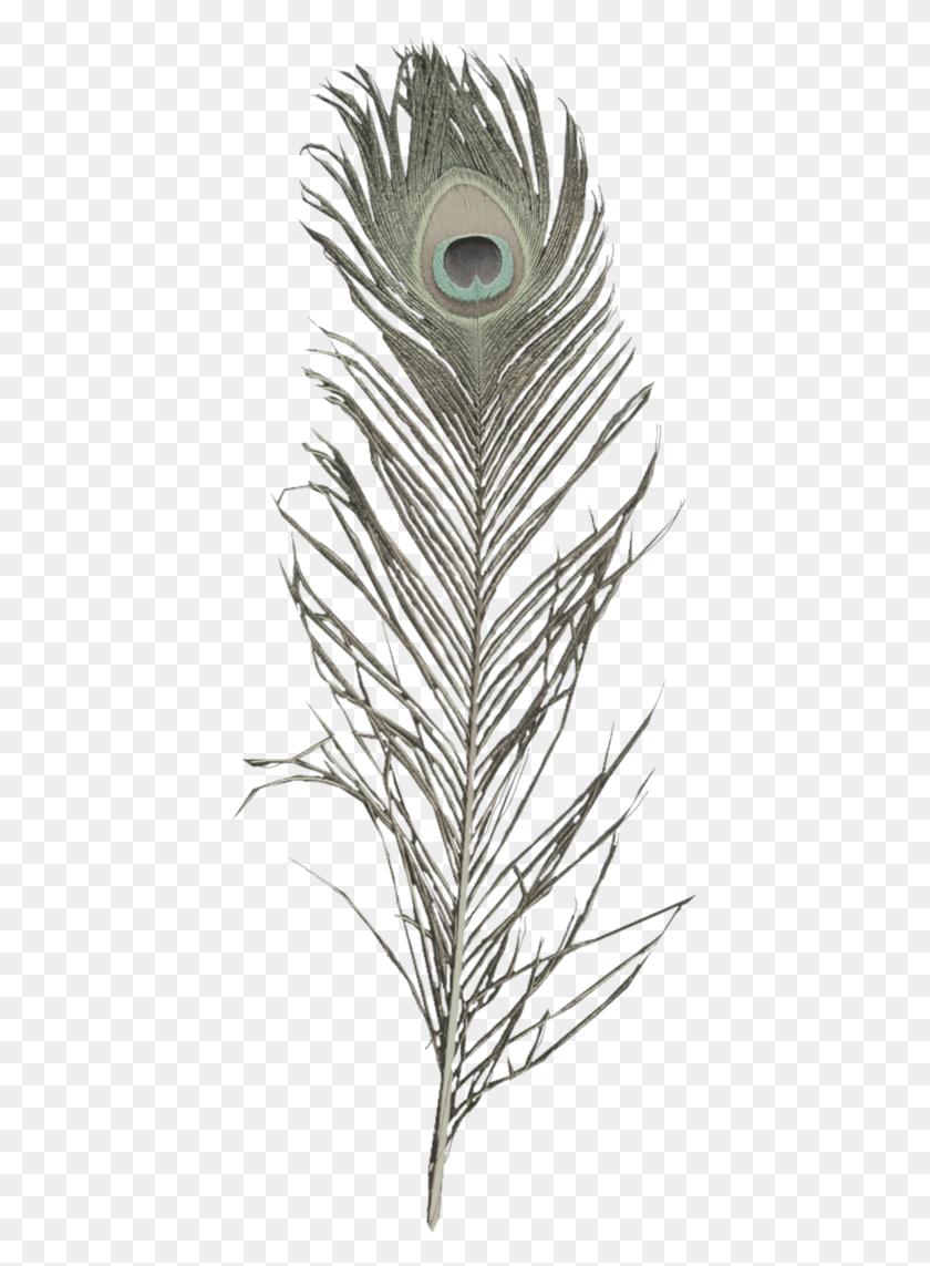 423x1083 Peacock Feather Transparent, Plant, Tree, Grass HD PNG Download