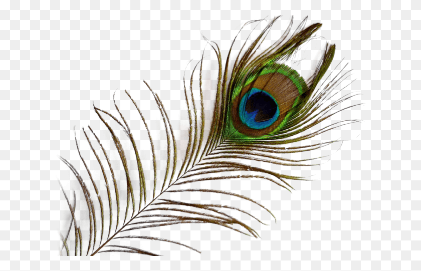 620x481 Peacock Feather Transparent Images Transparent Background Peacock Feather, Pattern, Animal, Ornament HD PNG Download