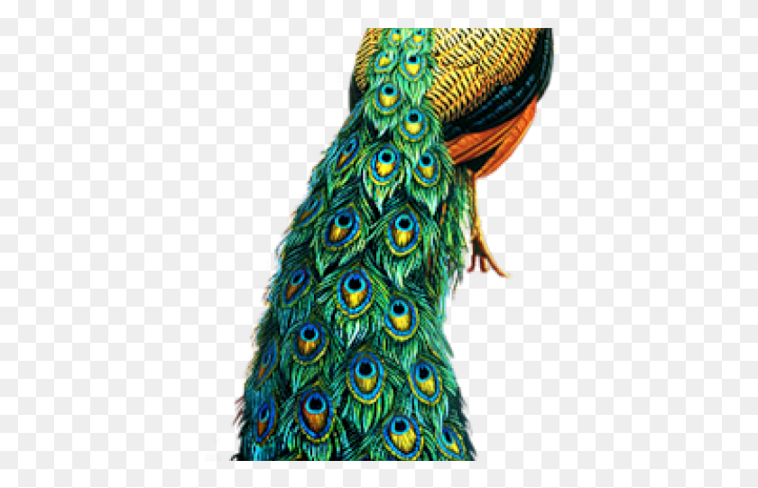 392x481 Pavo Real Png / Pavo Real Hd Png
