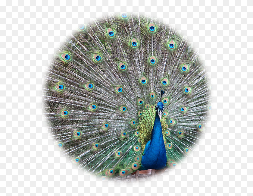 590x590 Peacock Images Peafowl, Bird, Animal HD PNG Download