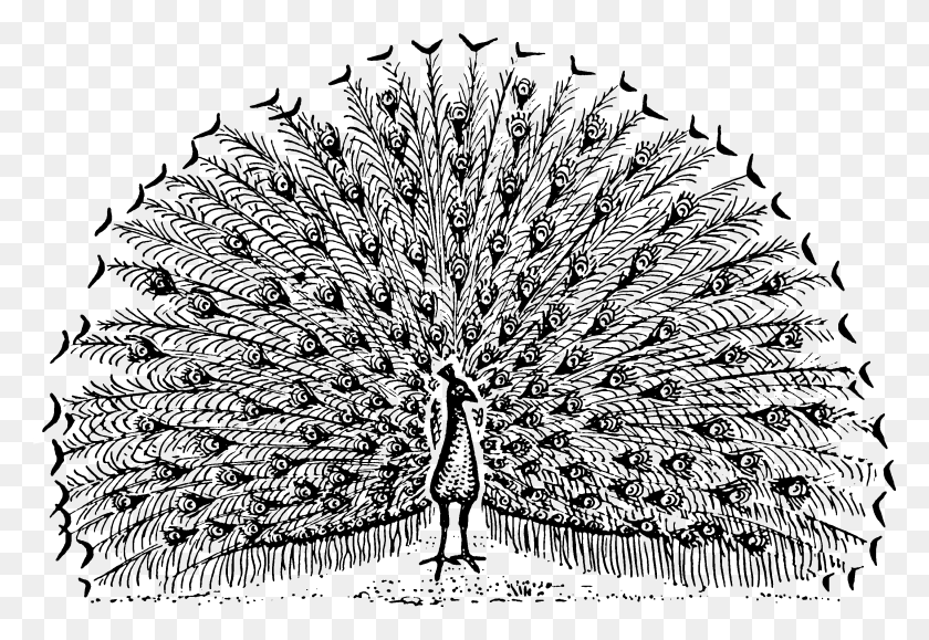 2925x1948 Peacock Open Feathers Drawing, Axe, Tool, Symbol HD PNG Download