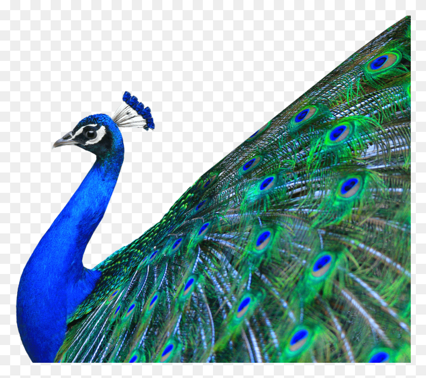 974x856 Peacock Peacock Images, Bird, Animal, Fish HD PNG Download