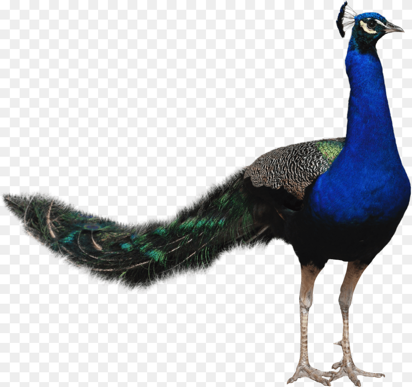 Peacock Peafowl, Animal, Bird Clipart PNG
