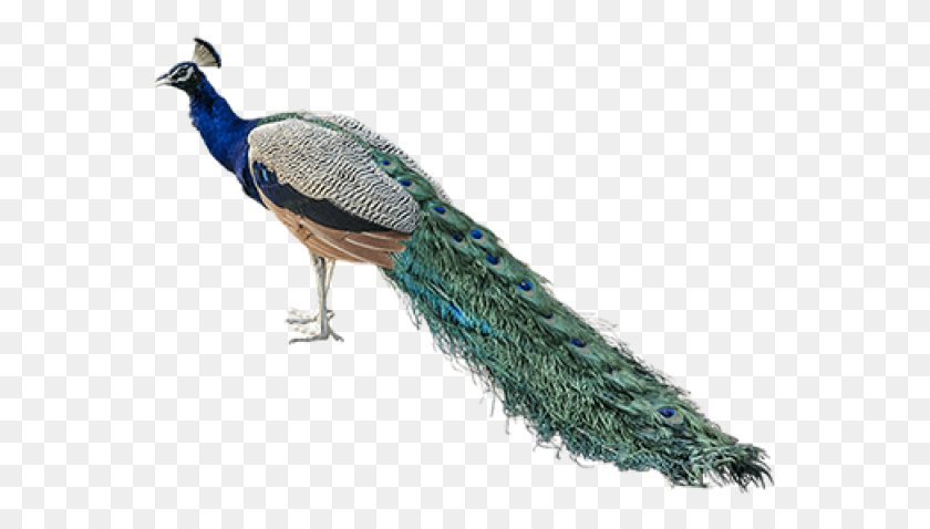 562x418 Pavo Real Png / Pavo Real Hd Png