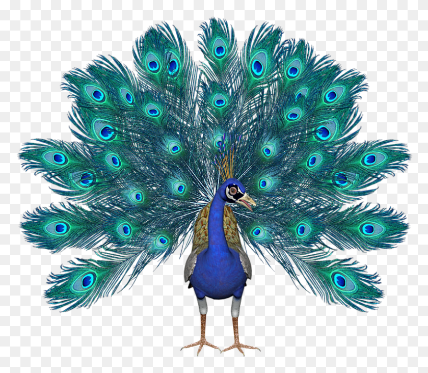 814x702 Peacock Transparent Images Transparent Cules Son Los Animales Omnvoros, Bird, Animal HD PNG Download