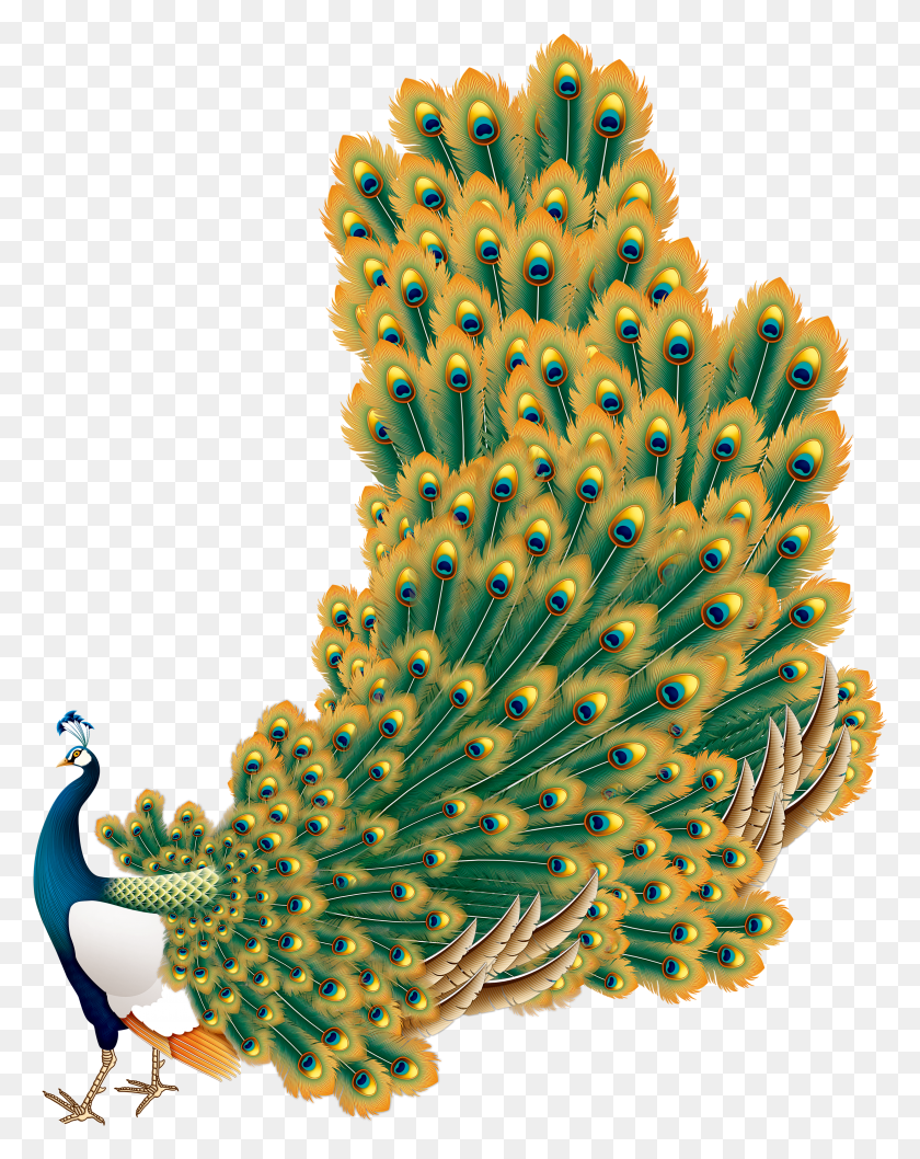 4046x5180 Peacock Vector Flower HD PNG Download