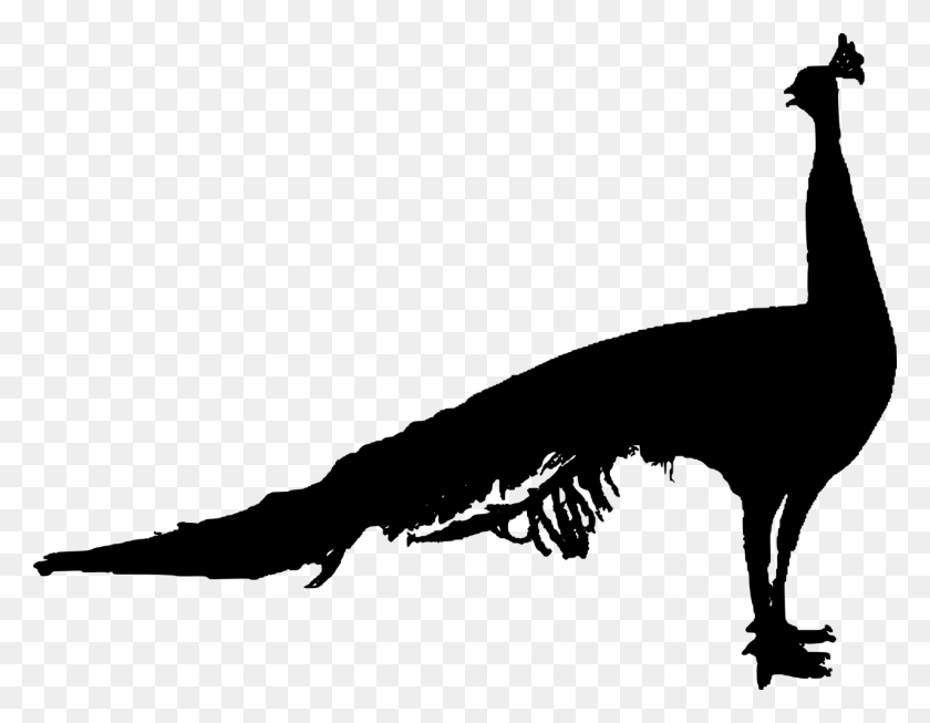 1280x974 Peacockcut Outmale Featherpoultry Peacock Silhouette, Gray, World Of Warcraft HD PNG Download