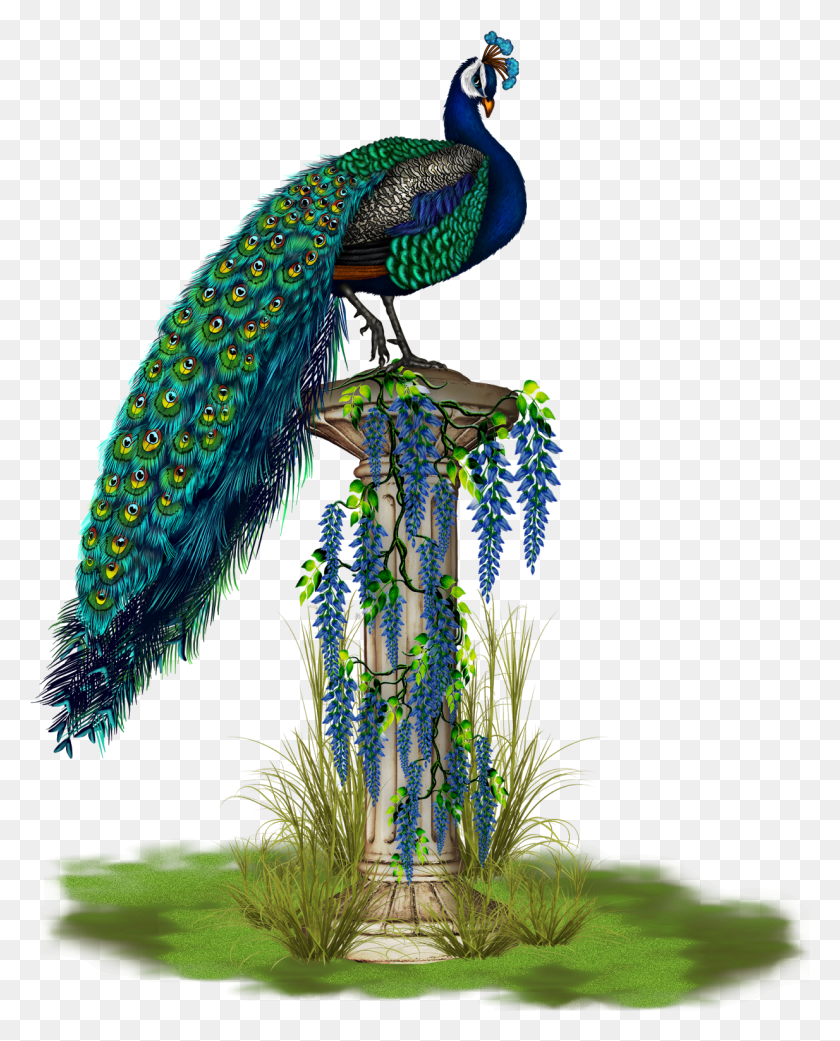 1234x1552 Peacock.png, Peacock, Bird, Animal HD PNG Download