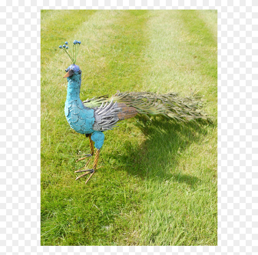 577x769 Peafowl, Bird, Animal, Peacock HD PNG Download