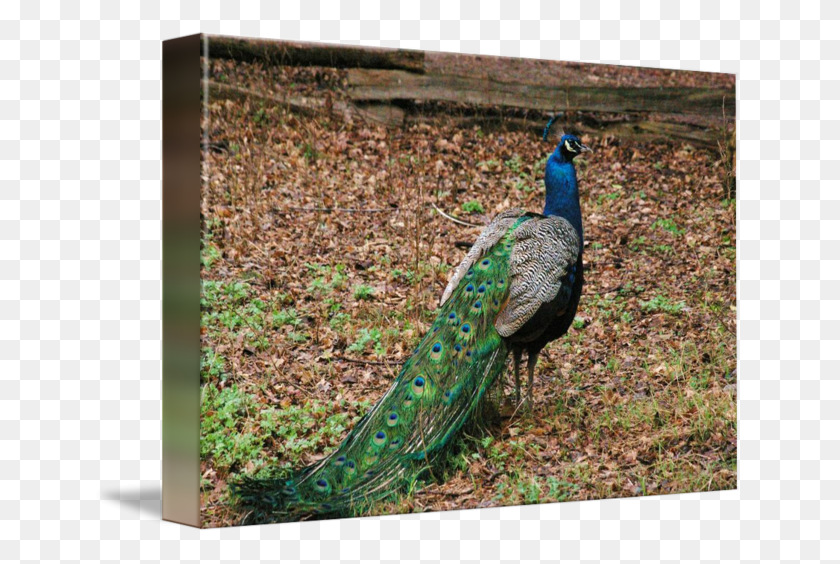 650x504 Peafowl, Bird, Animal, Peacock HD PNG Download