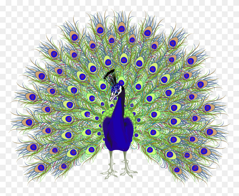 797x644 Peafowl Euclidean Vector Peacock Drawing With Open Feathers, Bird, Animal HD PNG Download