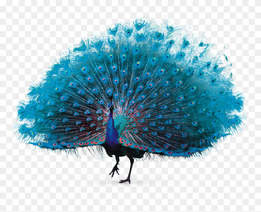 1249x996 Pavo Real Png / Pavo Real Hd Png