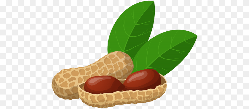 500x369 Peanut, Food, Vegetable, Produce, Nut Clipart PNG