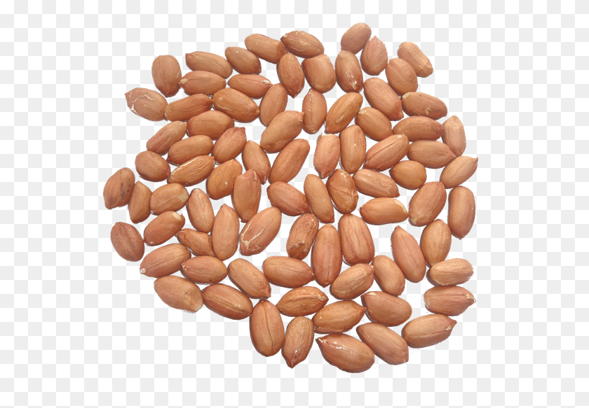549x523 Peanut Kernels Almond, Plant, Vegetable, Food HD PNG Download