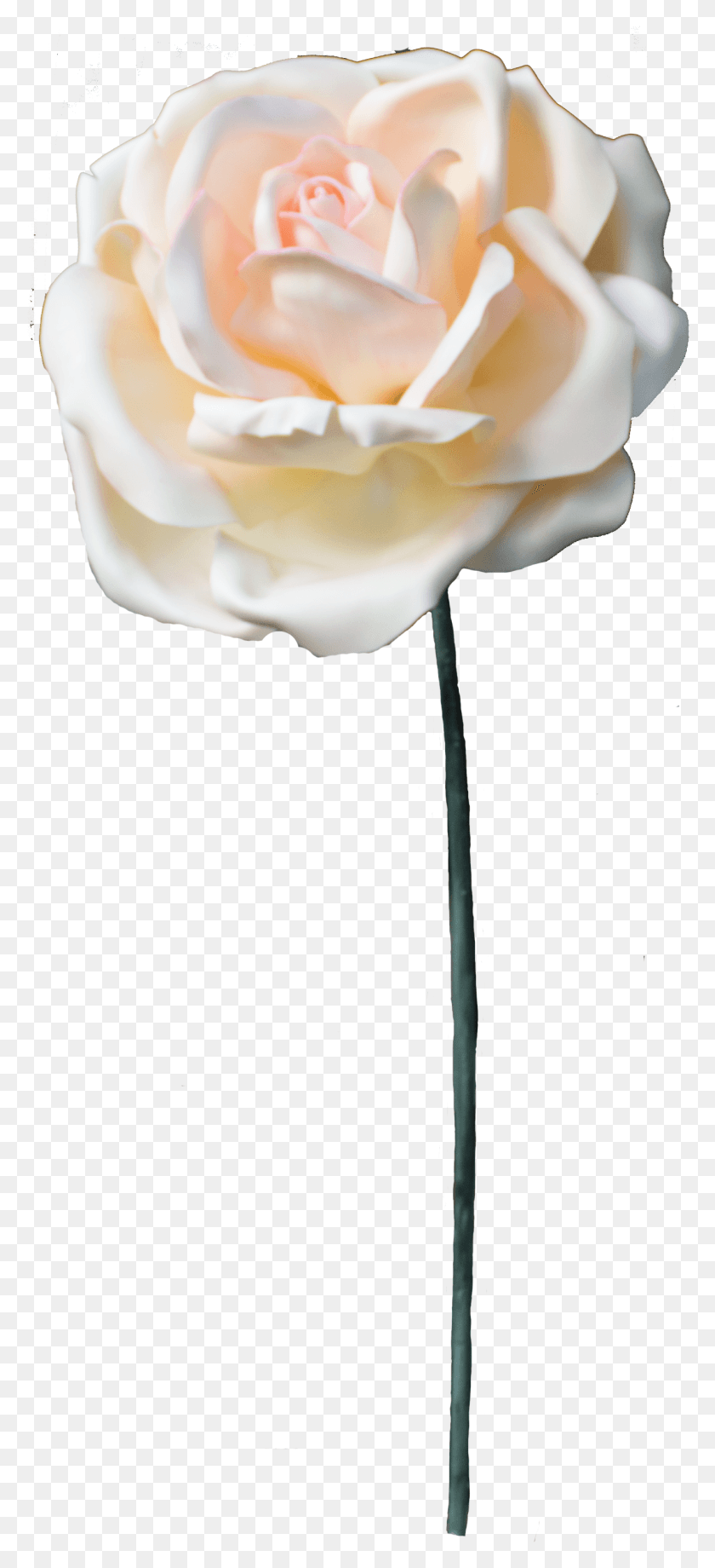 1272x2904 Жемчужные Розы Садовые Розы, Растение, Цветок, Цветение Hd Png Скачать