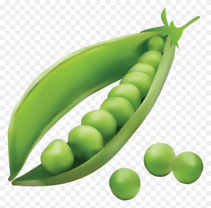 1590x1567 Peas Clipart Seed Dispersal By Explosion Peas, Plant, Banana, Fruit HD PNG Download