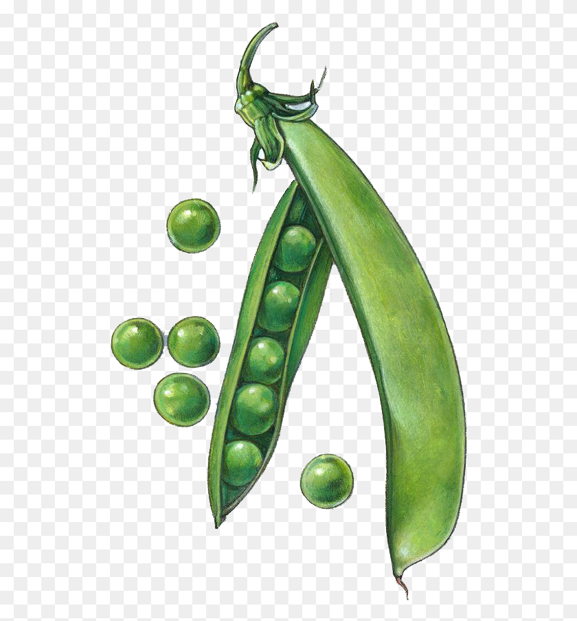 520x844 Peas Drawing Snow Pea Pea Pod Drawing, Plant, Vegetable, Food HD PNG Download