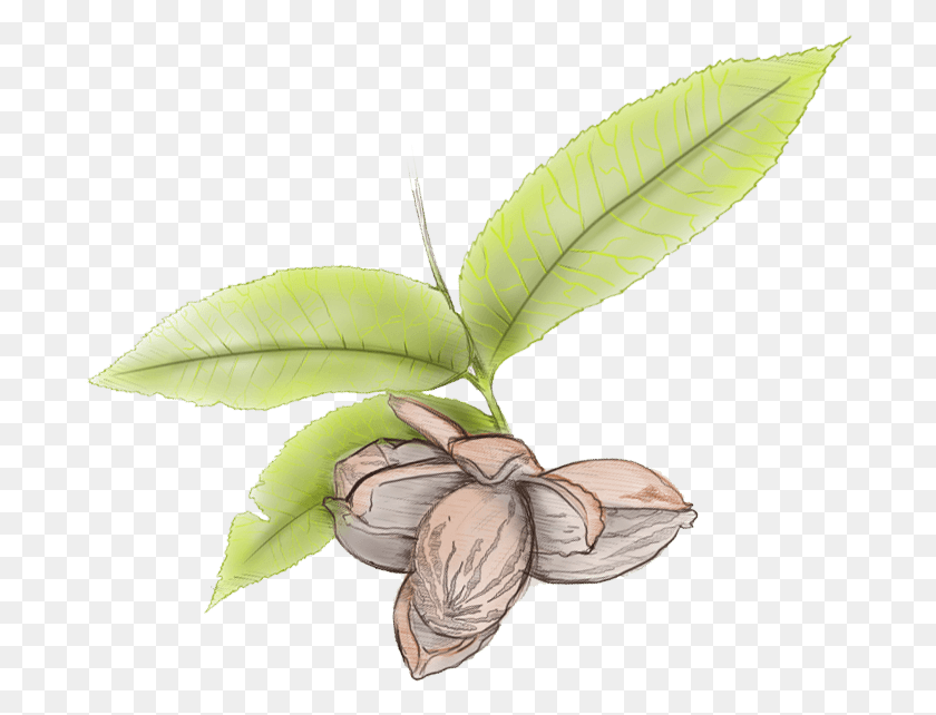 690x582 Pecan Leaves Illustration Pecan Plant Tree Leaves, Leaf, Food, Vegetable HD PNG Download