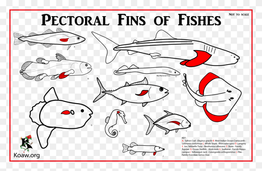 1000x626 Pectoral Fins With Multiple Species Types Of Pectoral Fins, Plant, Petal, Flower HD PNG Download