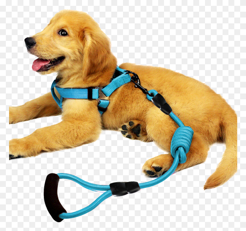 801x751 Pedi Bear Petenjoy Dog Leash Dog Chain Dog Collar Chest Leash, Pet, Canine, Animal HD PNG Download