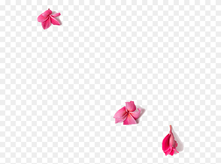 560x564 Pedicures Rose, Plant, Petal, Flower HD PNG Download