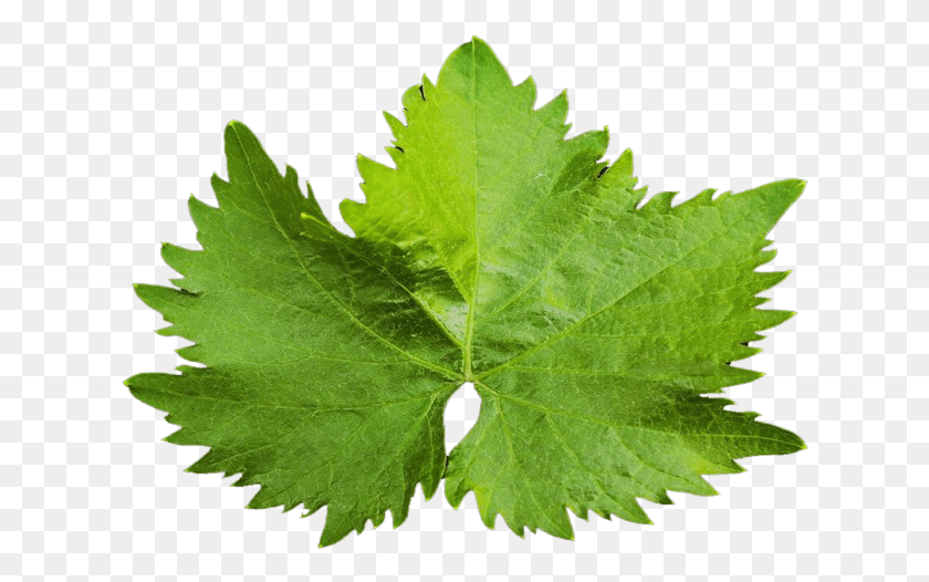 622x466 Peeled And Chopped Tomatoes Vine Leaf, Plant, Maple Leaf, Tree HD PNG Download