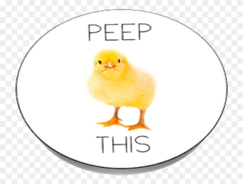 736x577 Peep This Popsockets Sheep, Bird, Animal, Fowl HD PNG Download