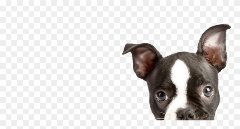 2867x1438 Peeping Puppy2 Dog, Pet, Canine, Animal HD PNG Download