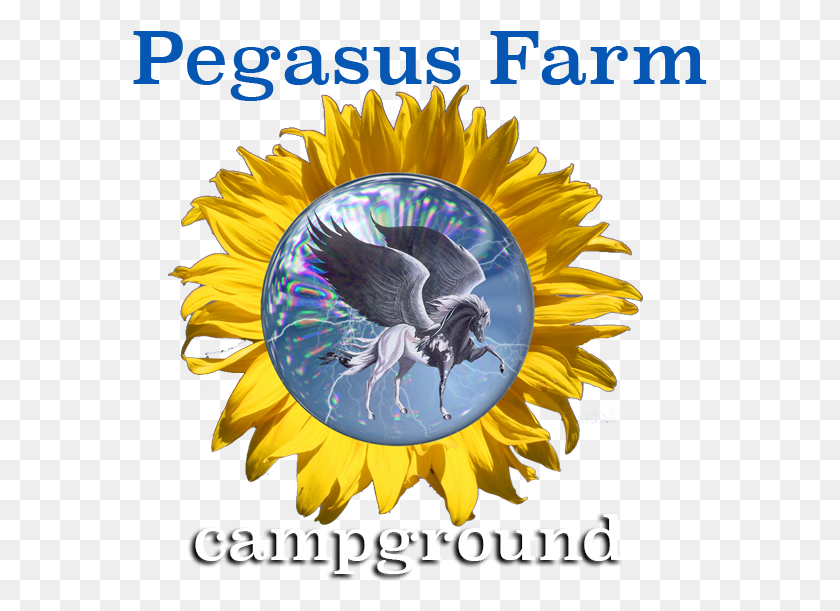 575x551 Pegasus Farm Campground Pegasus, Bird, Animal HD PNG Download