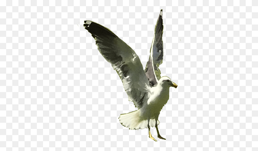 341x432 Pegion Fly Great Black Backed Gull, Bird, Animal, Seagull HD PNG Download