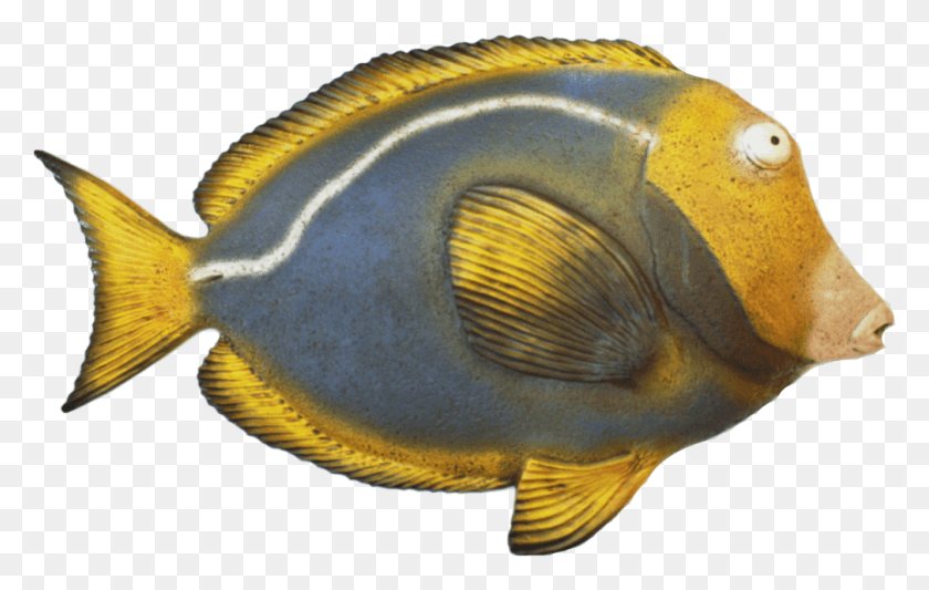 1009x612 Peixe Blue Tang Em Fibra Ref Pomacentridae, Fish, Animal, Angelfish HD PNG Download