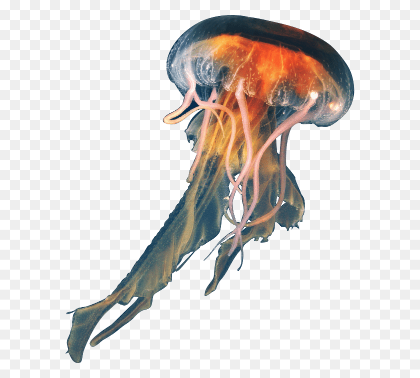 578x697 Pelagia Jellyfish, Invertebrate, Sea Life, Animal HD PNG Download