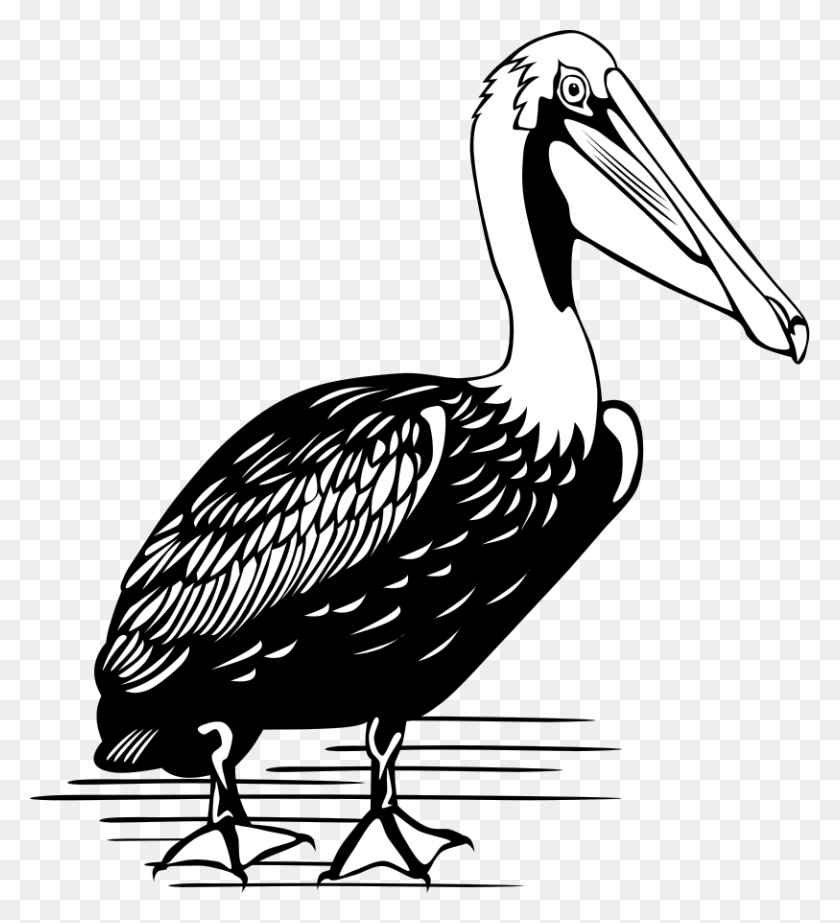 813x900 Pelican, Bird, Animal, Stork HD PNG Download