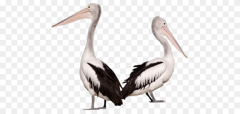 500x400 Pelican, Animal, Bird, Waterfowl, Beak Clipart PNG