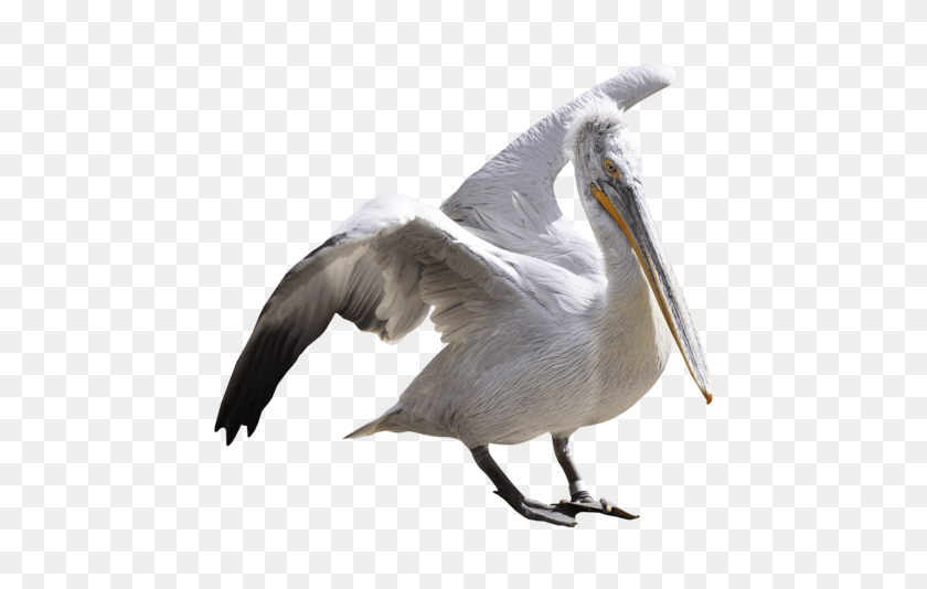 Pelican, Animal, Beak, Bird, Waterfowl PNG