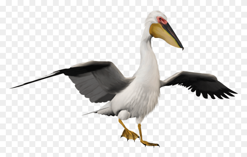 1191x724 Pelican Bird, Animal, Beak HD PNG Download