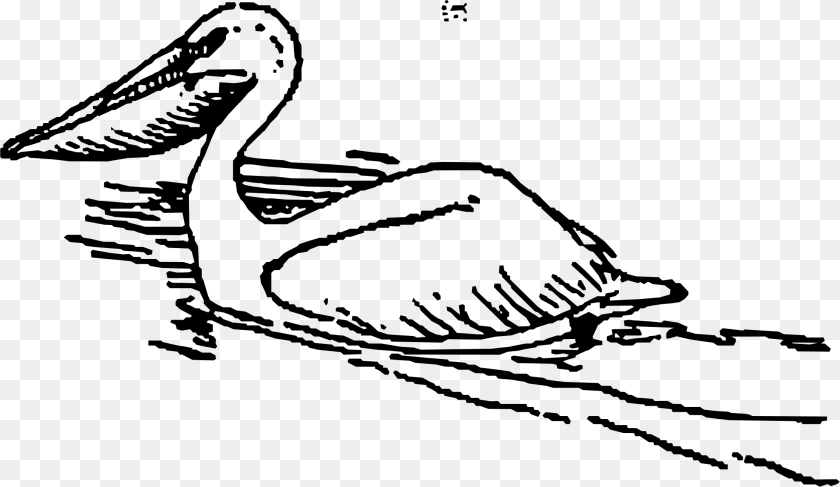 2223x1290 Pelican Bird Clip Art Duck Swimming Clipart Black And White, Gray Sticker PNG