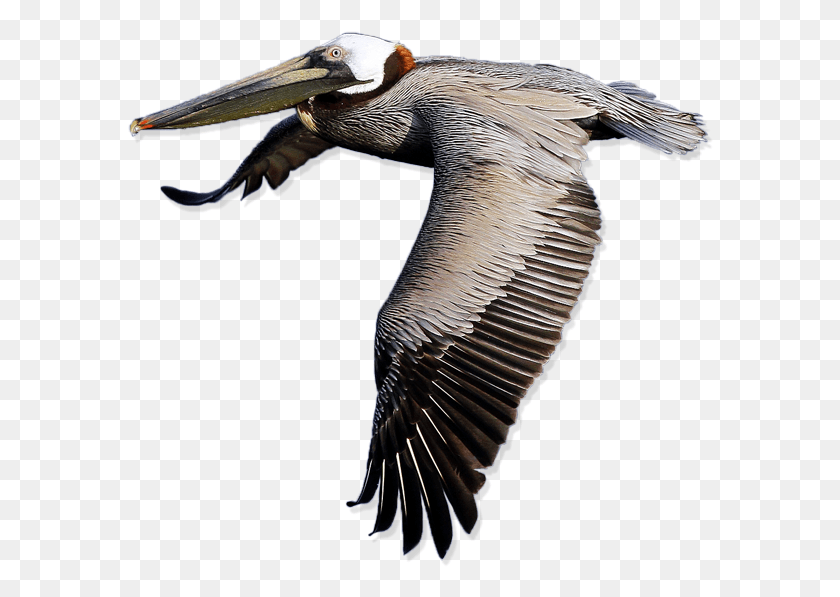 586x537 Pelican Free Image Pelican, Bird, Animal, Beak HD PNG Download