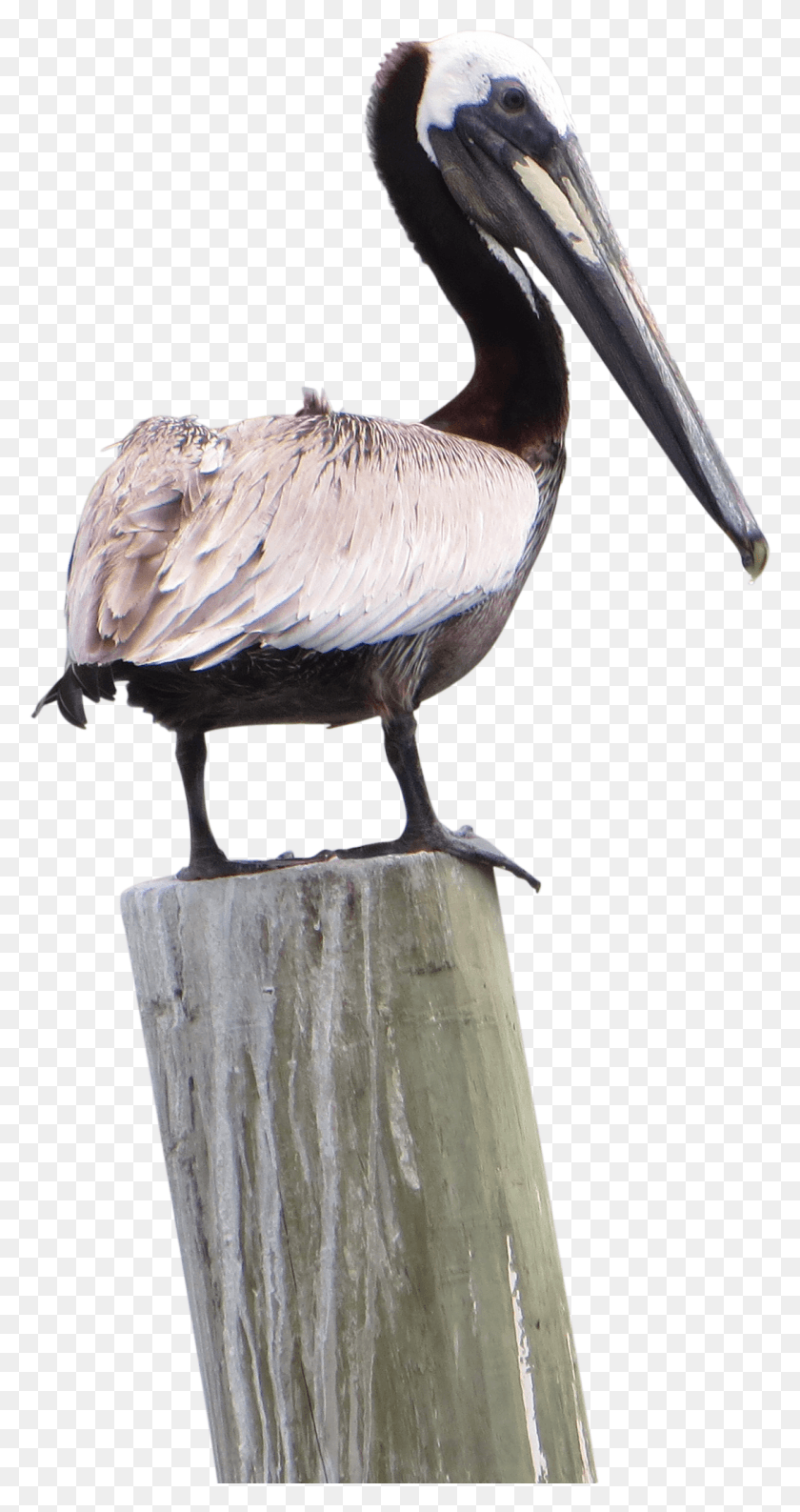 1090x2135 Pelican Image Transparent Pelican Transparent, Bird, Animal, Beak HD PNG Download
